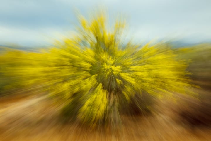 Abstract Palo Verde